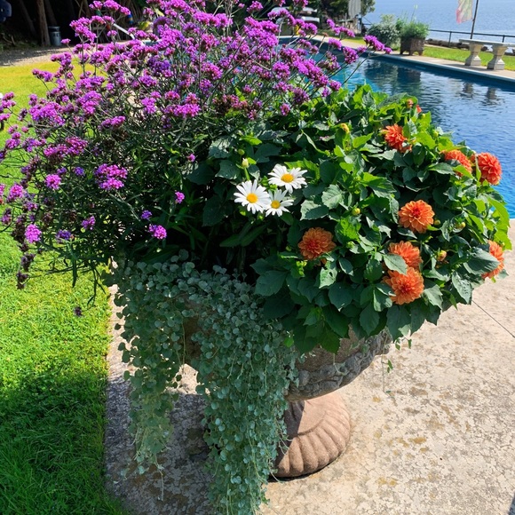 Hi🌿 - Picture 3 of 7